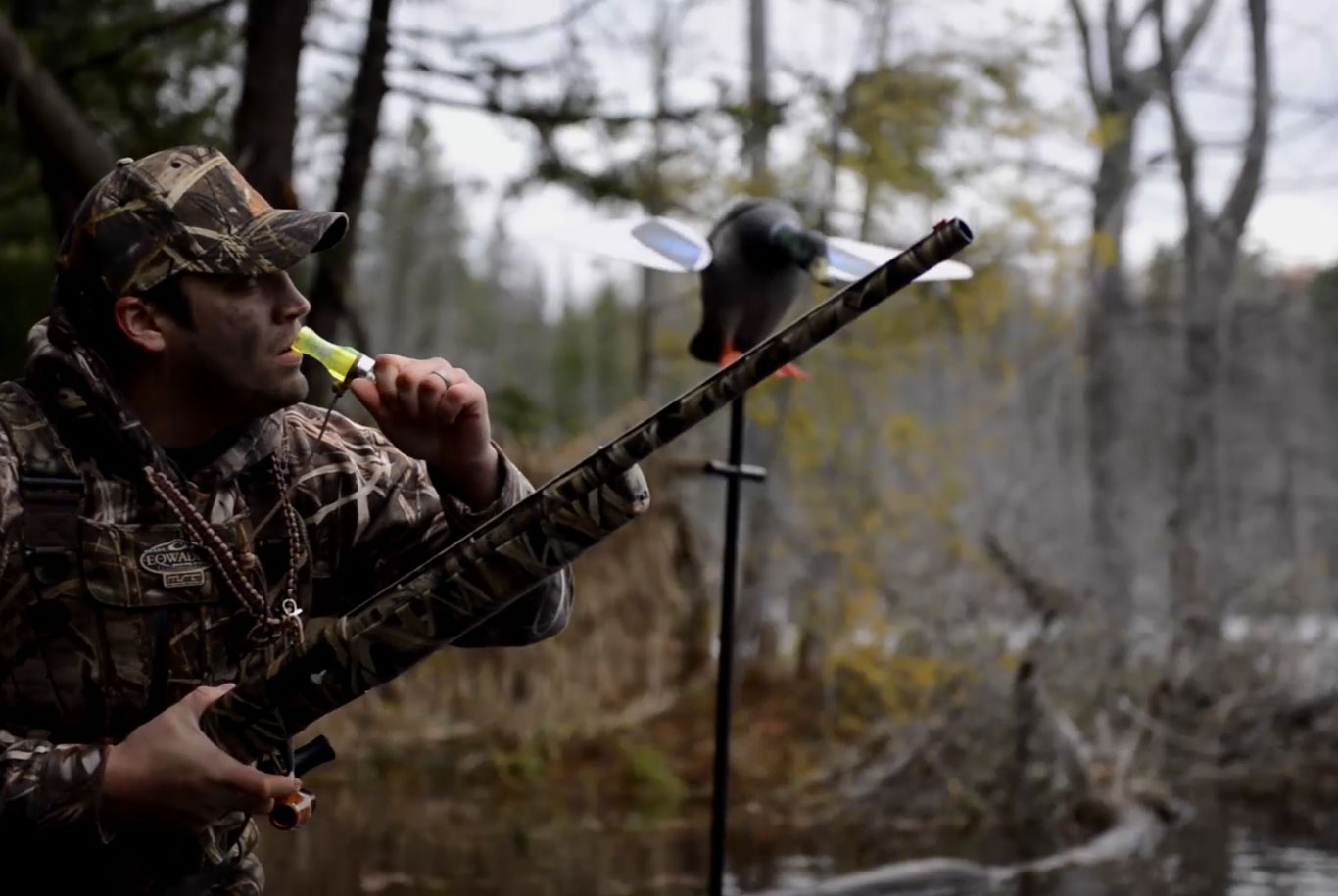 Hunter using a duck call from the blind