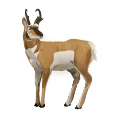 Pronghorn antelope illustration