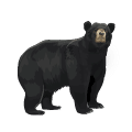Black bear illustration