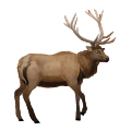 Elk illustration