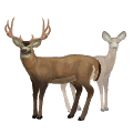 Mule deer illustration