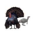 Wild turkey illustration