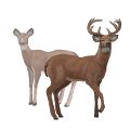 Whitetail deer illustration