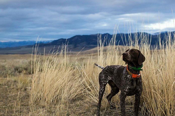 https://www.huntingsmart.com/wp-content/uploads/2020/07/hunting_dog_with_radio_tracking_collar_standing_in_long-grass.jpg